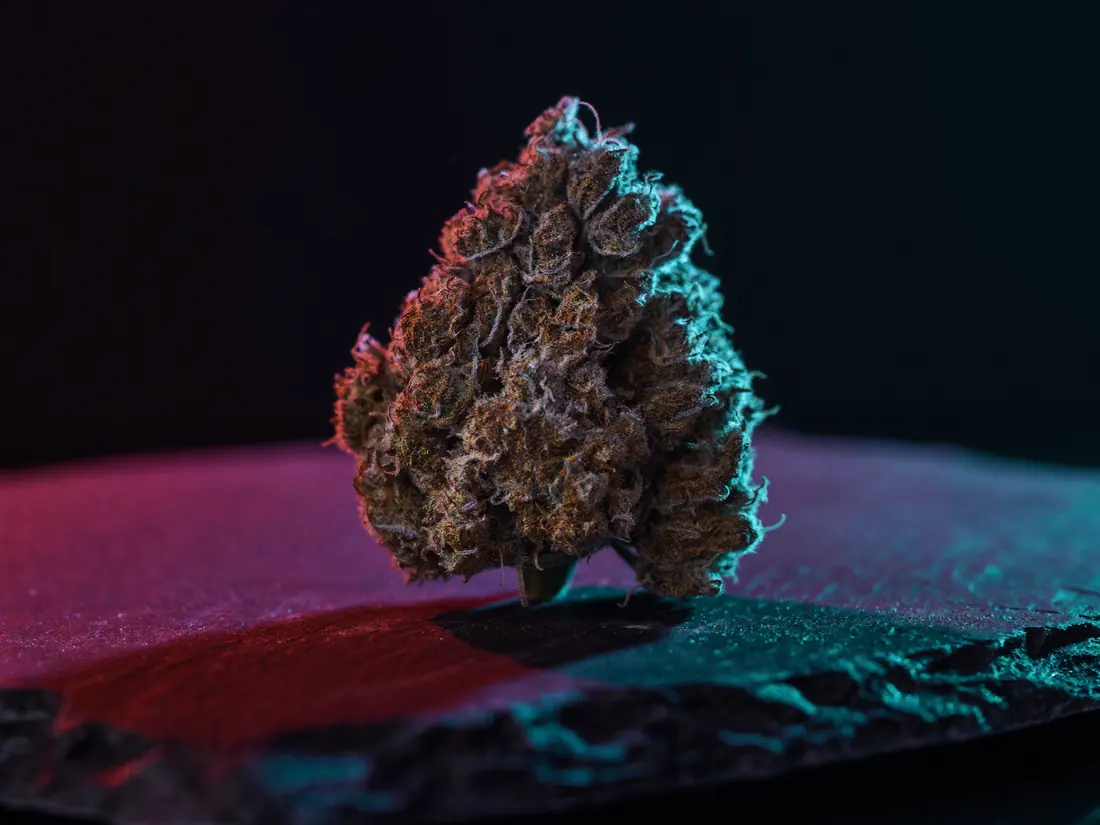 Macro photograph of a cured cannabis bud on dark slate, lit with magenta and cyan rim light